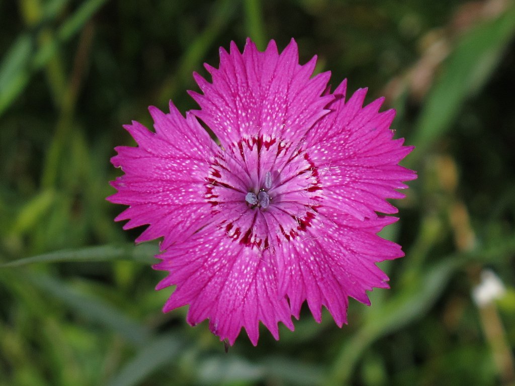 Dianthus seguieri